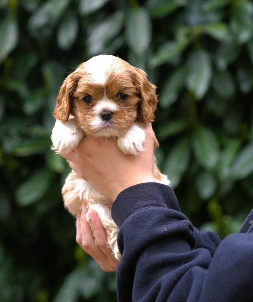 Shine Ever - Chiot disponible  - Cavalier King Charles Spaniel
