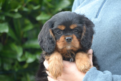 Shine Ever - Cavalier King Charles Spaniel - Portée née le 07/02/2022