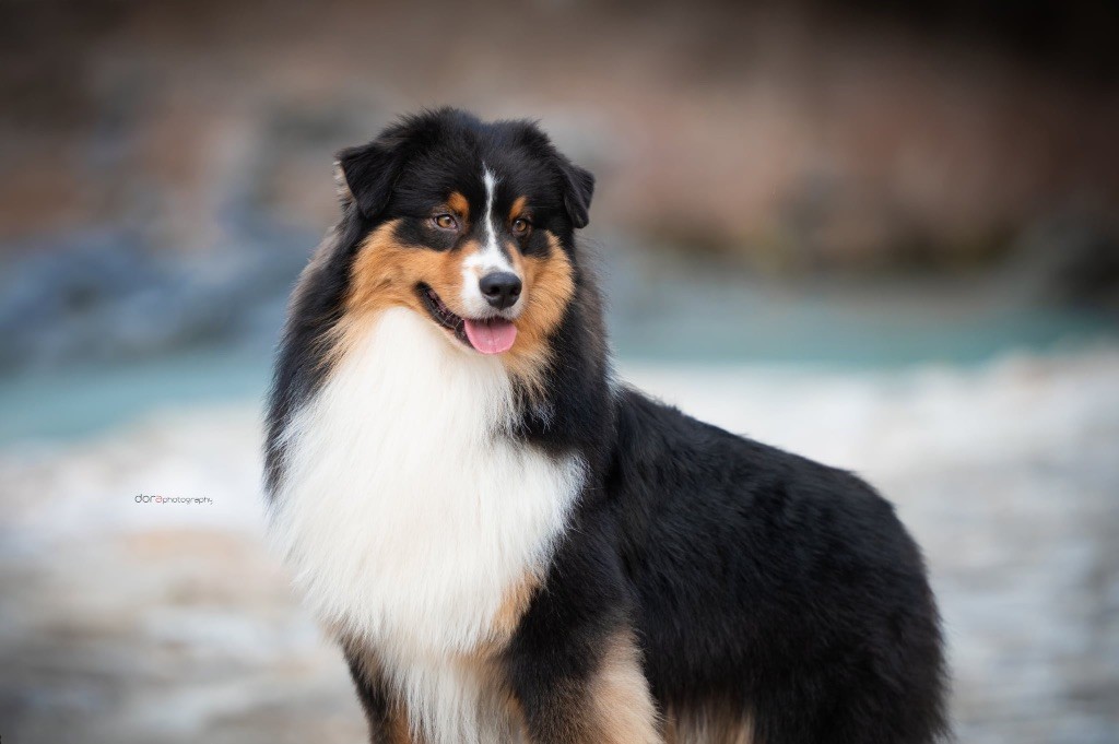 CH. Shine Ever Un dernier refrain