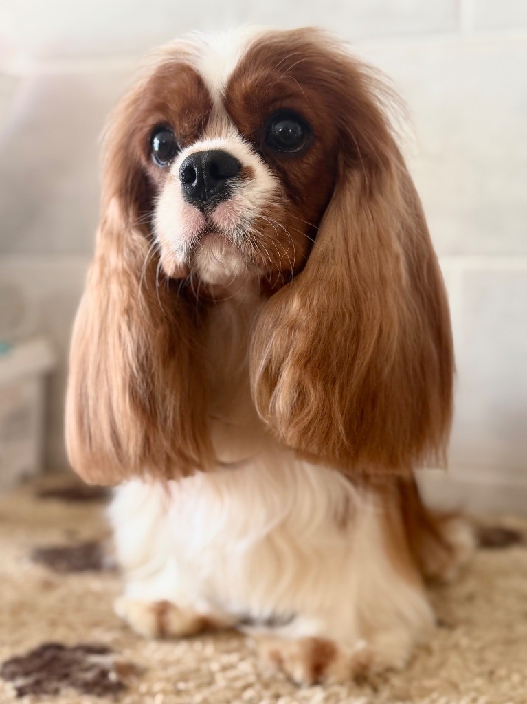 supremo amor Guenino