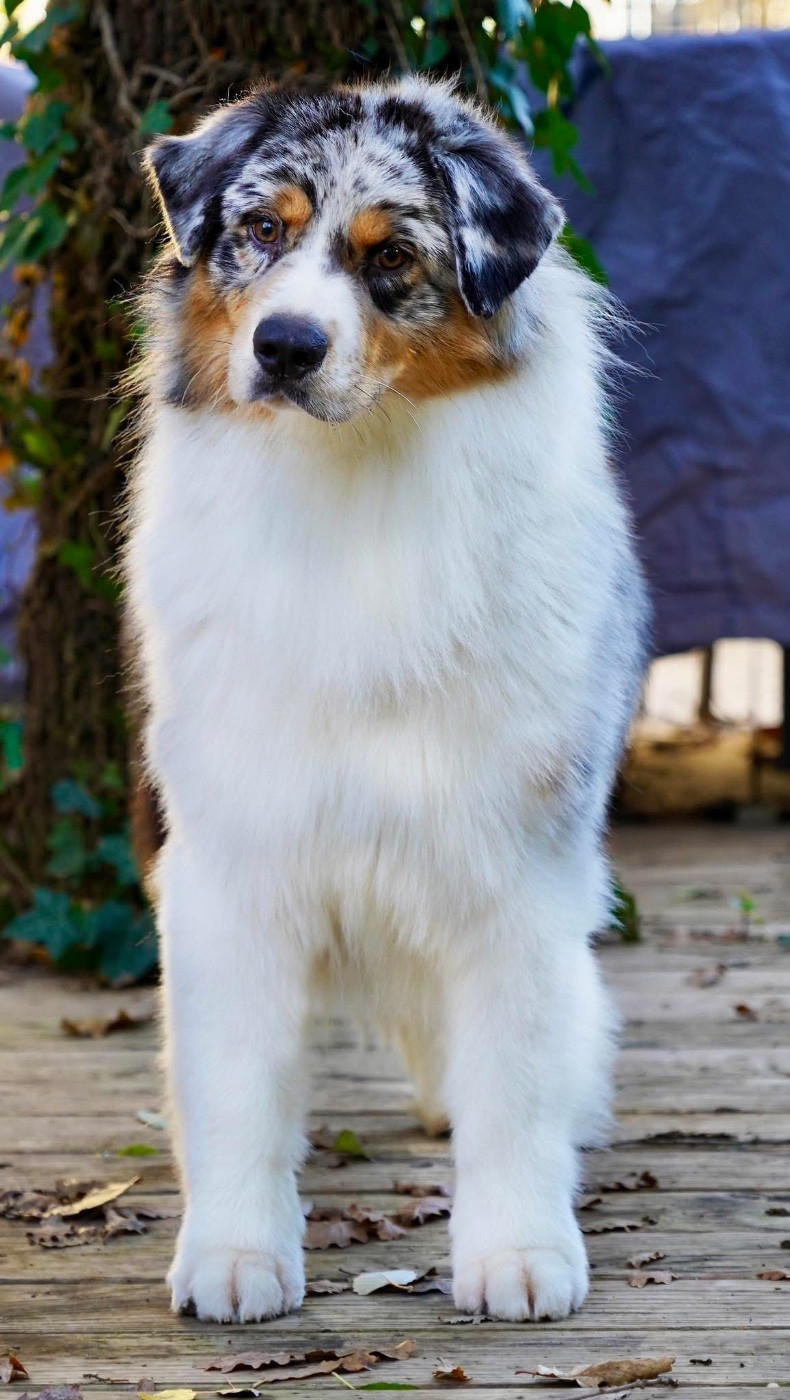 Viking Wolf  du glacier des pandas