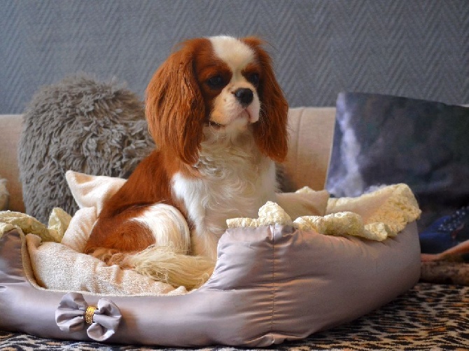 Shine Ever - Des nouvelles de nos cavaliers!