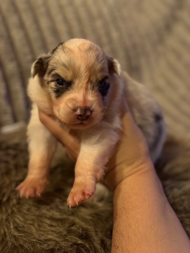 Shine Ever - Chiots disponibles - Berger Australien