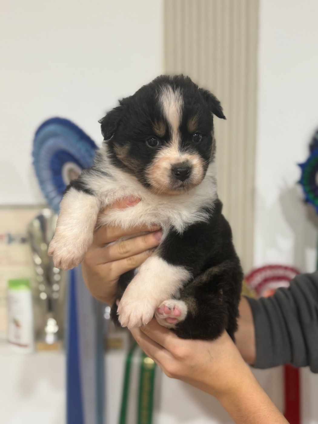 Shine Ever - Chiots disponibles - Berger Australien