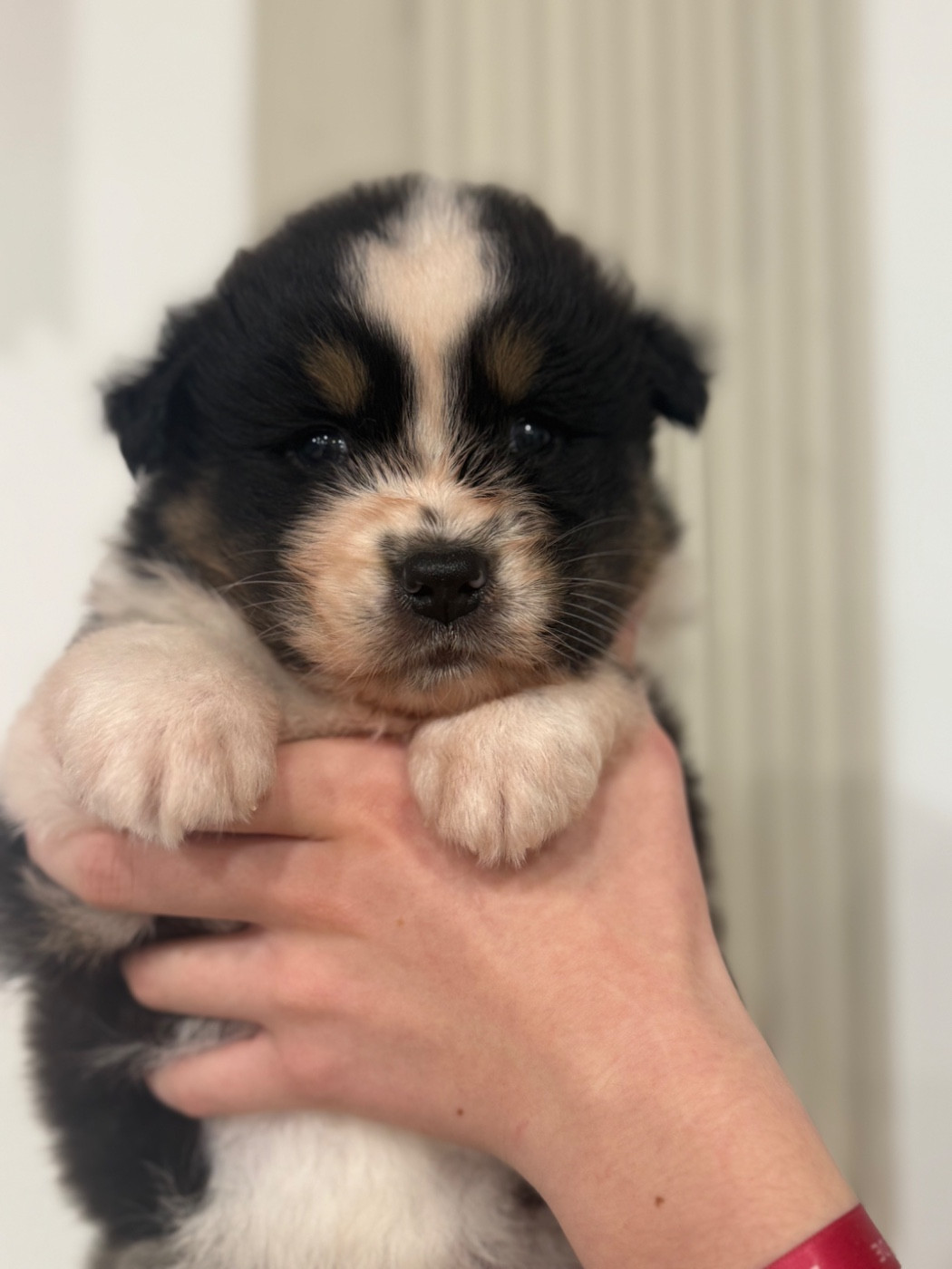 Shine Ever - Chiots disponibles - Berger Australien