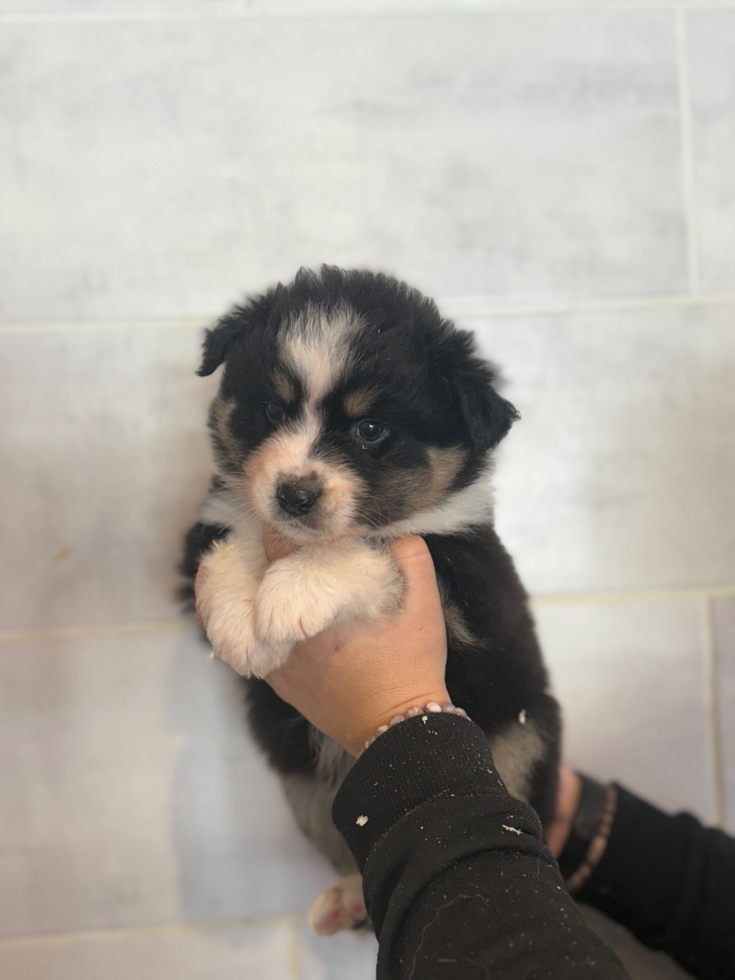 Shine Ever - Chiots disponibles - Berger Australien