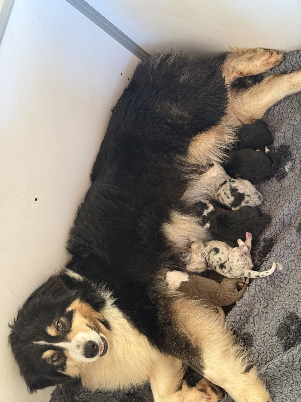 Chiot Berger Australien Shine Ever