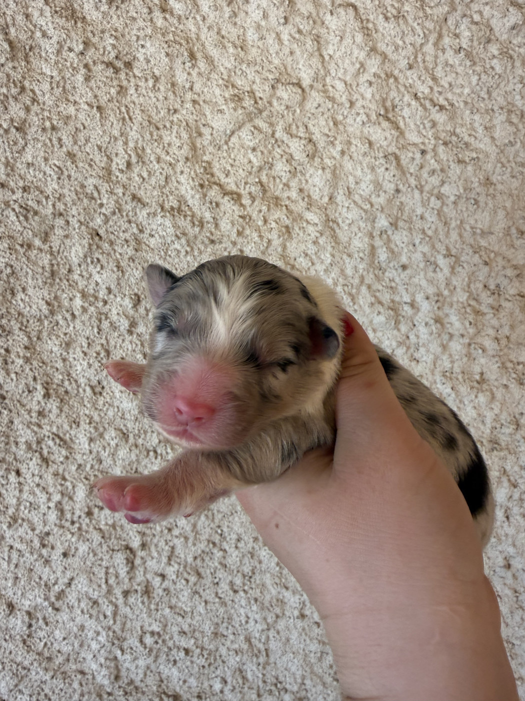 Shine Ever - Chiots disponibles - Berger Australien