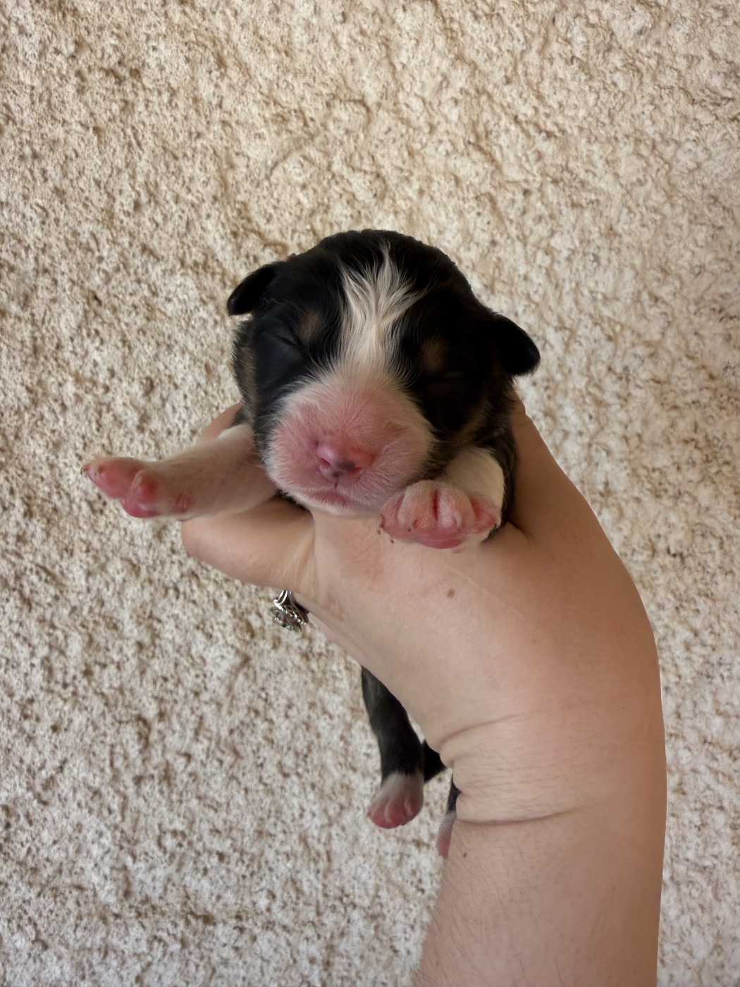 Shine Ever - Chiots disponibles - Berger Australien