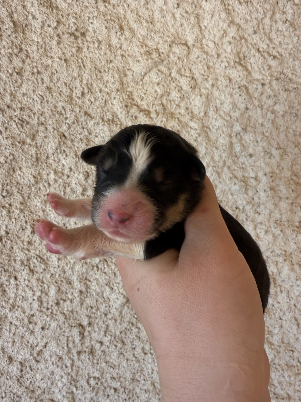 Shine Ever - Chiots disponibles - Berger Australien
