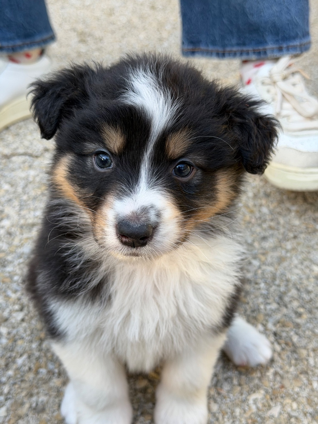 Shine Ever - Chiots disponibles - Berger Australien