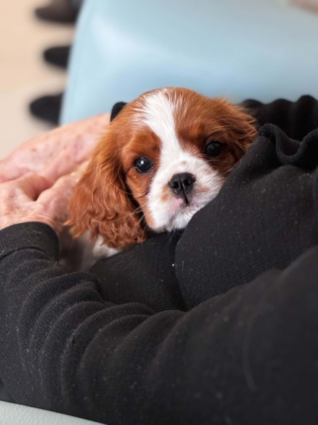 Shine Ever - Cavalier King Charles Spaniel - Portée née le 11/05/2026