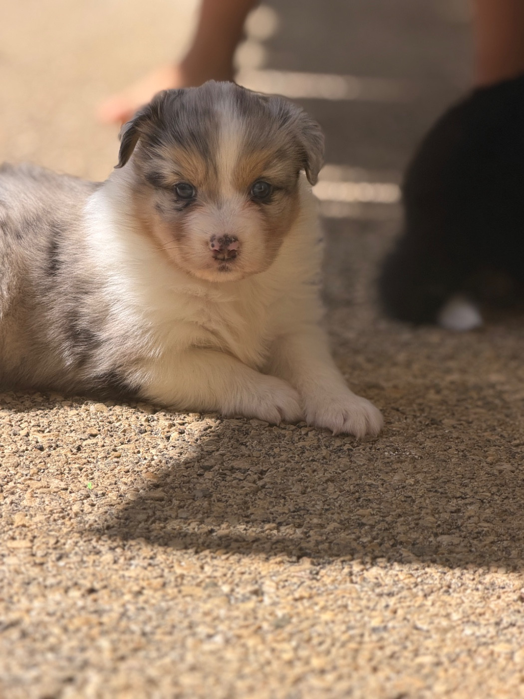 Shine Ever - Chiots disponibles - Berger Australien