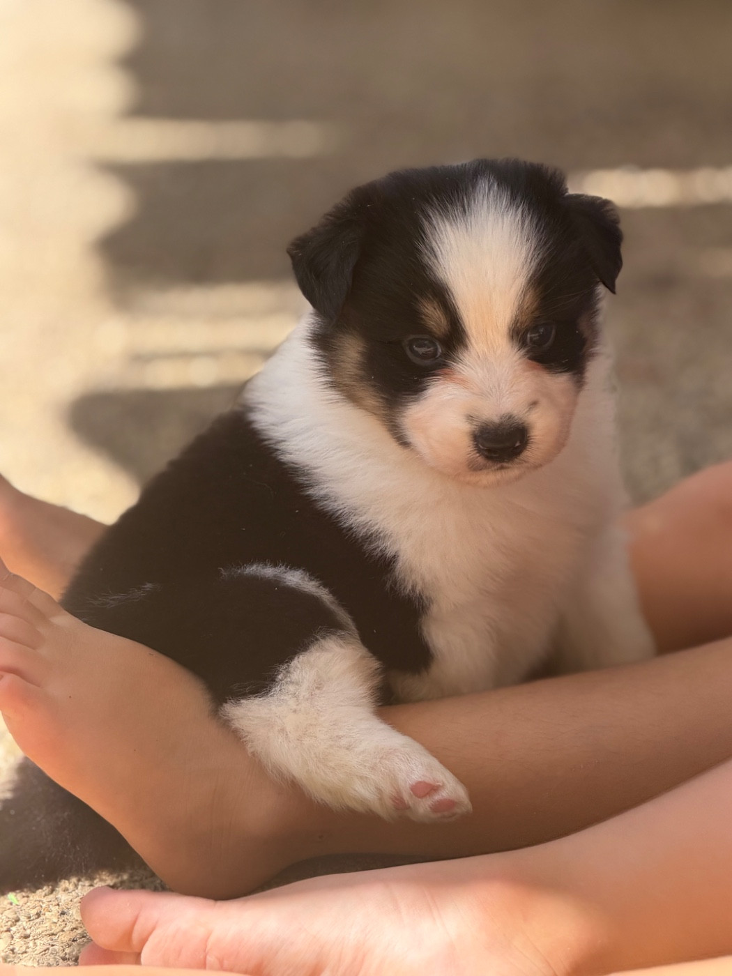 Shine Ever - Chiots disponibles - Berger Australien