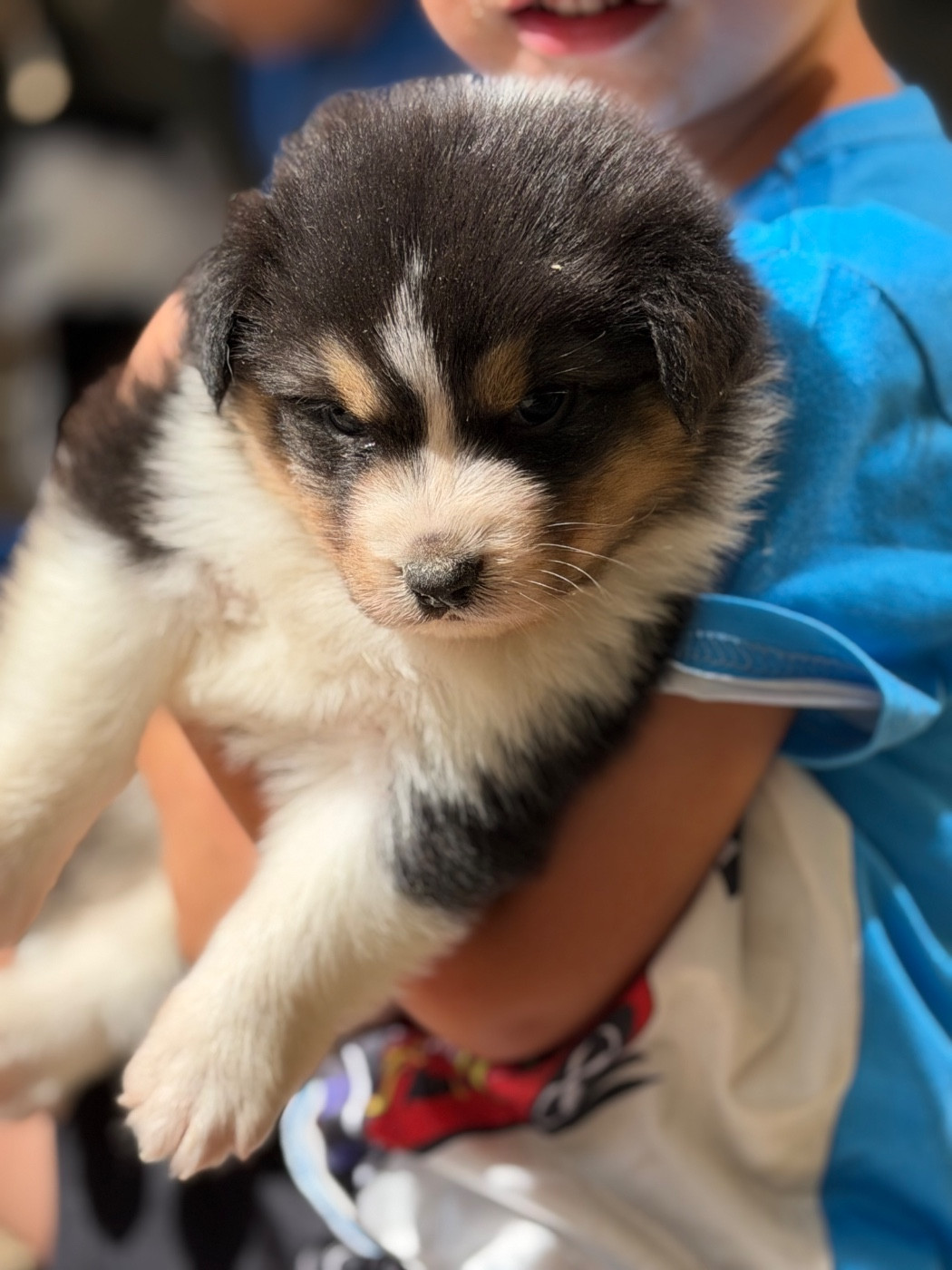 Shine Ever - Chiots disponibles - Berger Australien