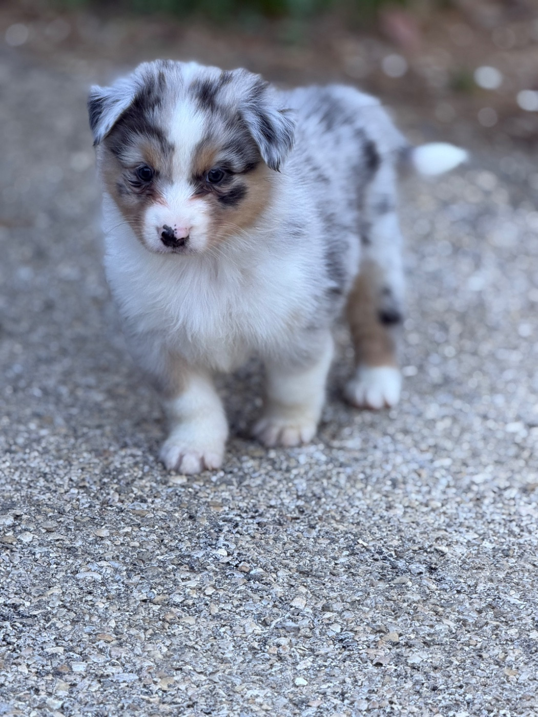 Shine Ever - Chiots disponibles - Berger Australien