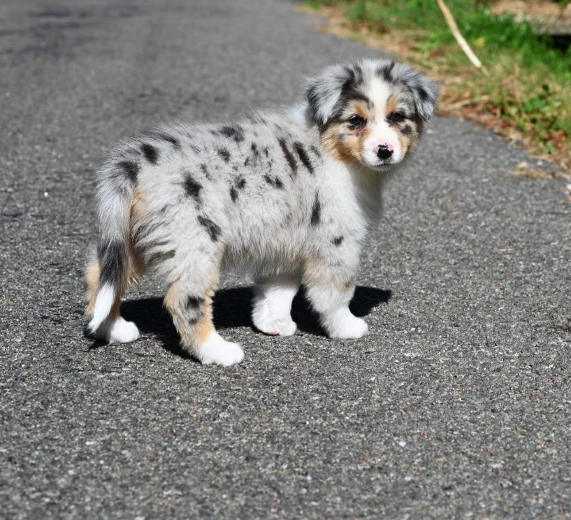 Shine Ever - Chiots disponibles - Berger Australien