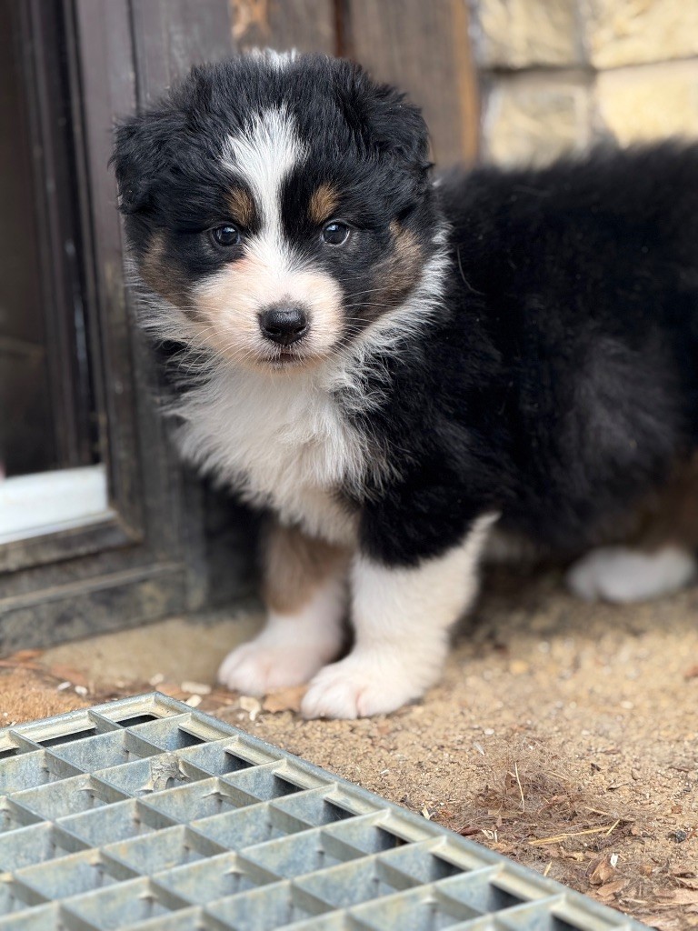 Shine Ever - Chiots disponibles - Berger Australien
