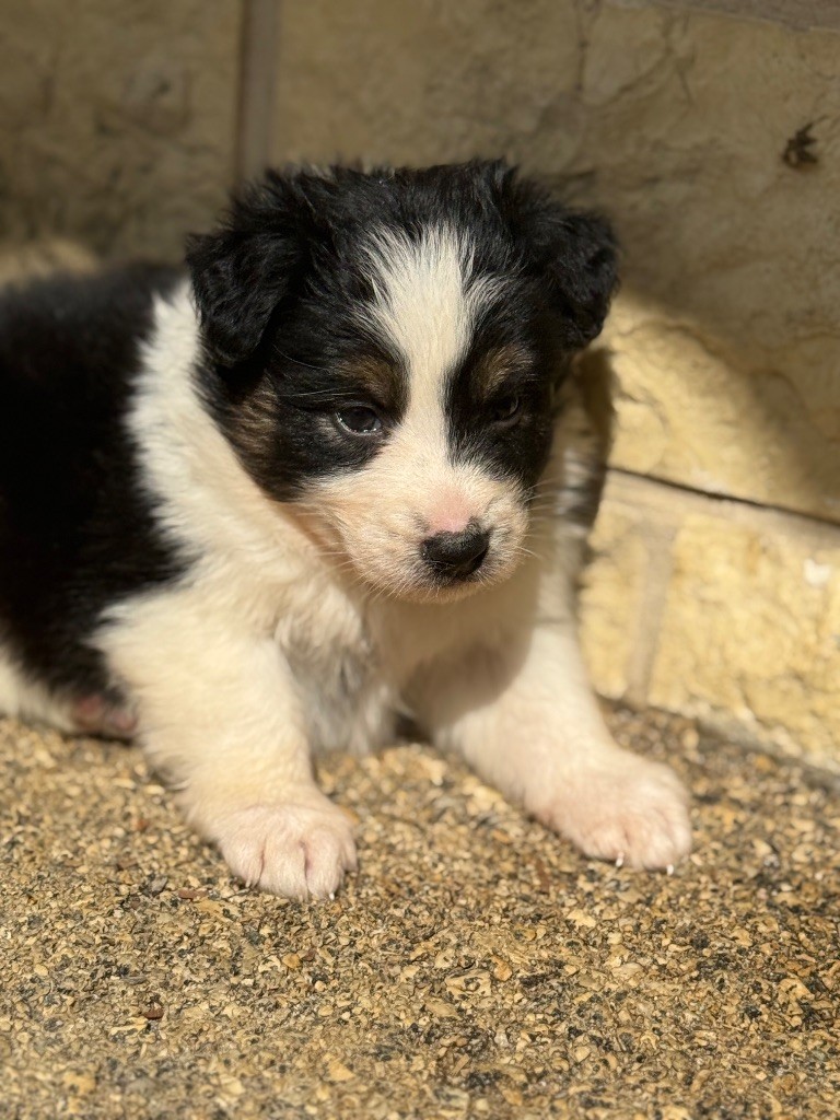 Shine Ever - Chiots disponibles - Berger Australien