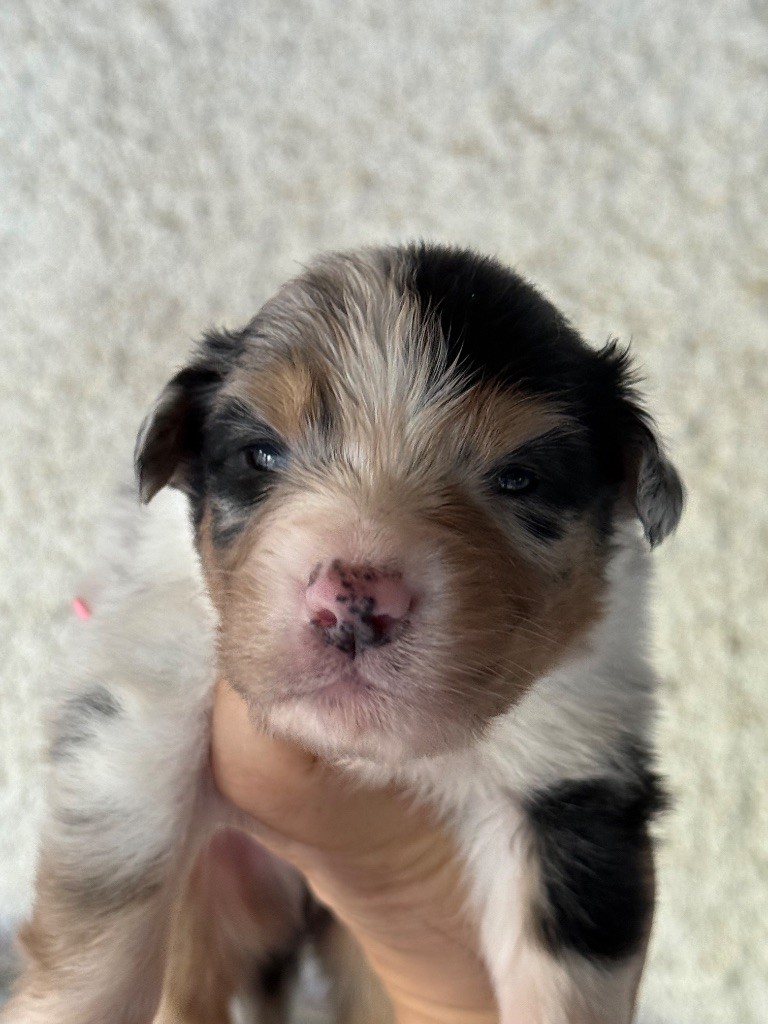 Shine Ever - Chiots disponibles - Berger Australien