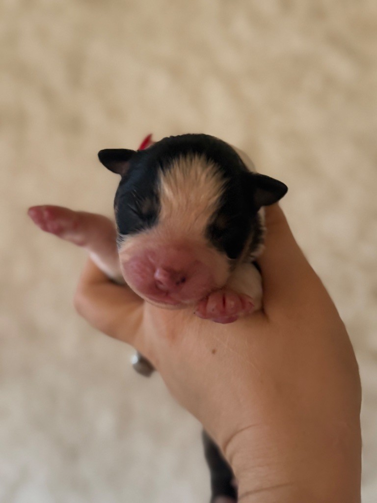 Shine Ever - Chiots disponibles - Berger Australien