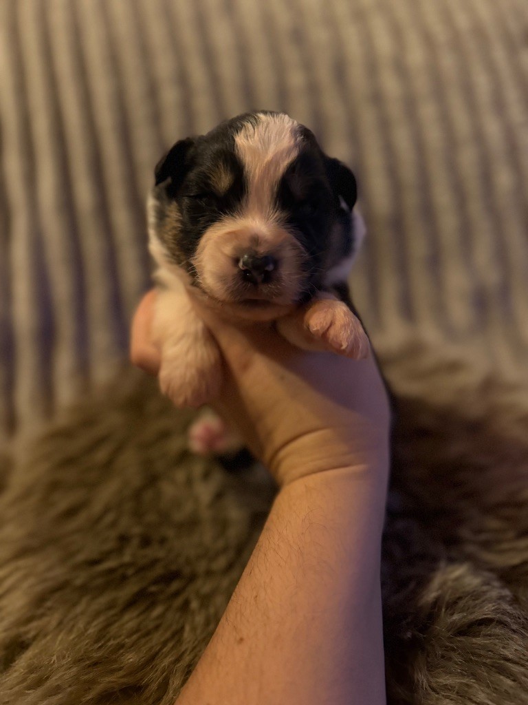 Shine Ever - Chiots disponibles - Berger Australien