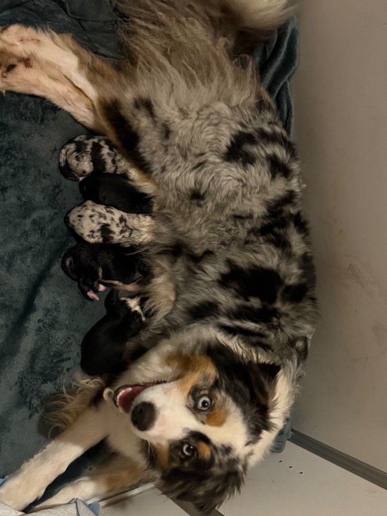 Chiot Berger Australien Shine Ever