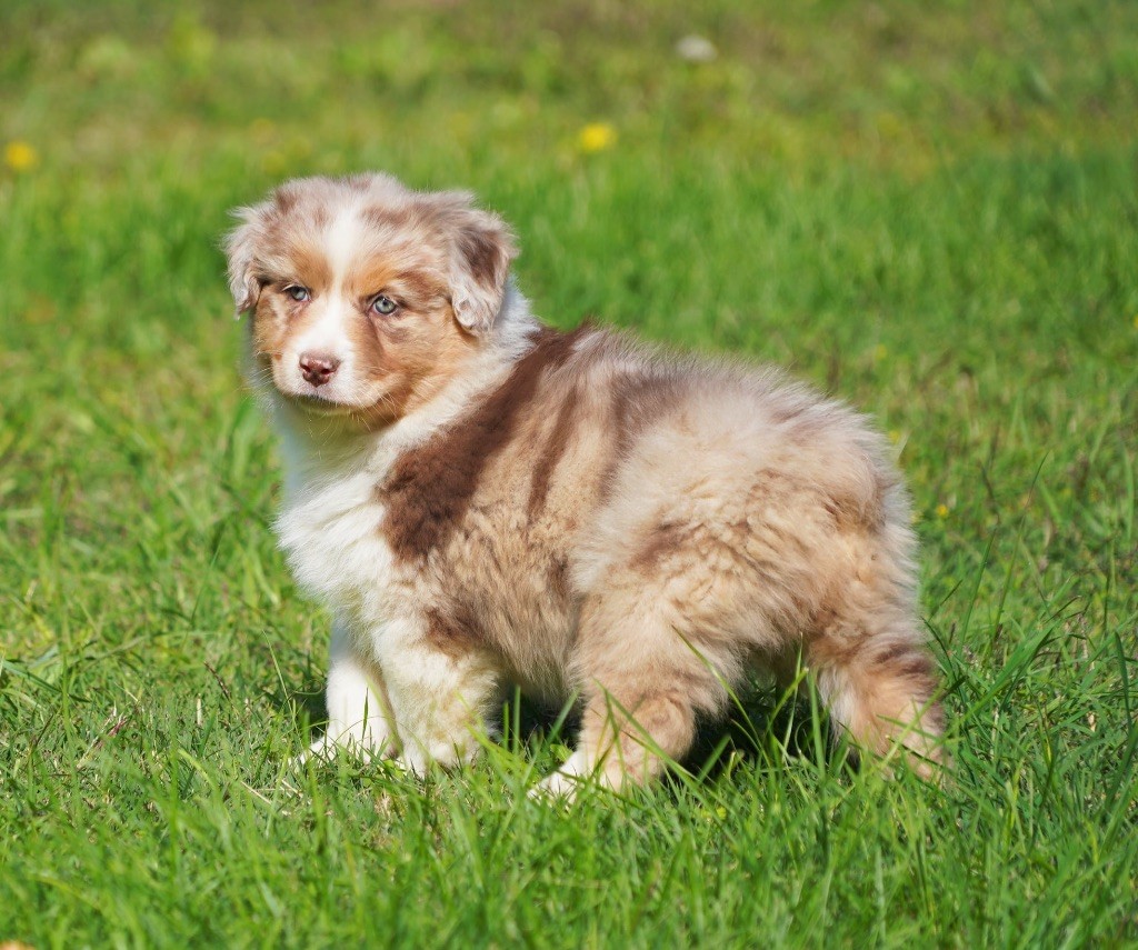 Shine Ever - Chiots disponibles - Berger Australien