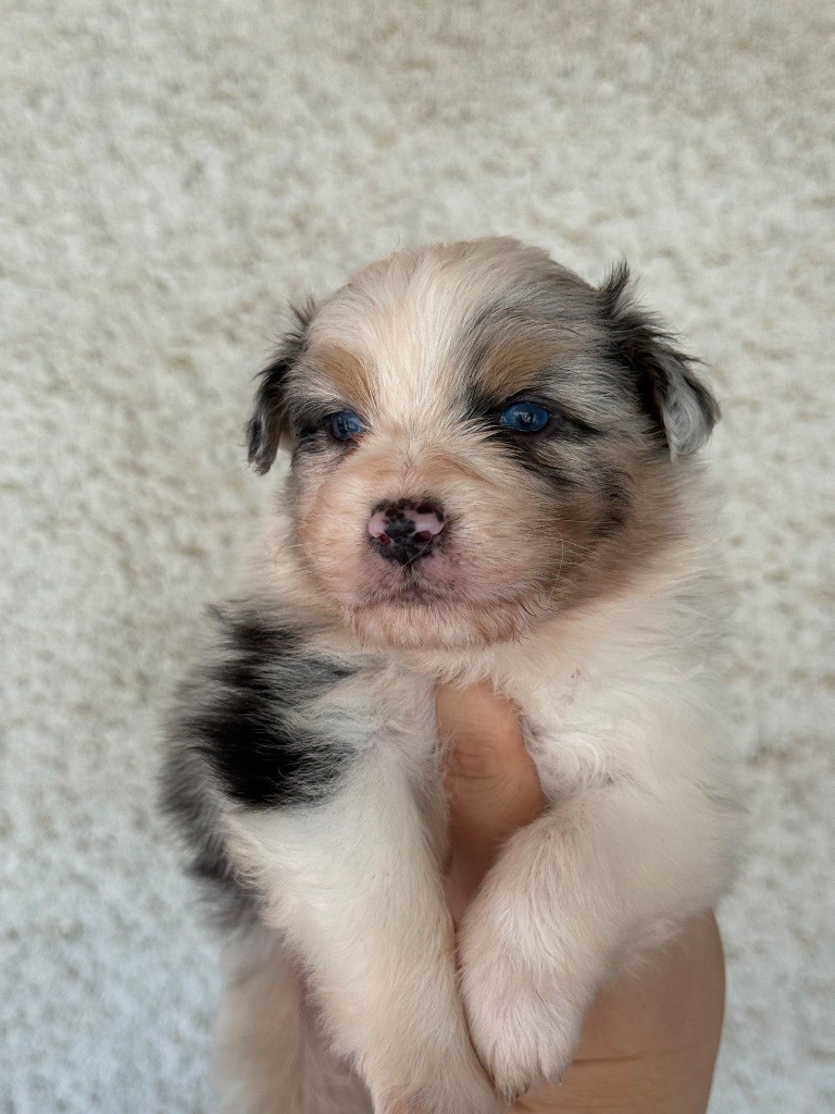 Shine Ever - Chiots disponibles - Berger Australien