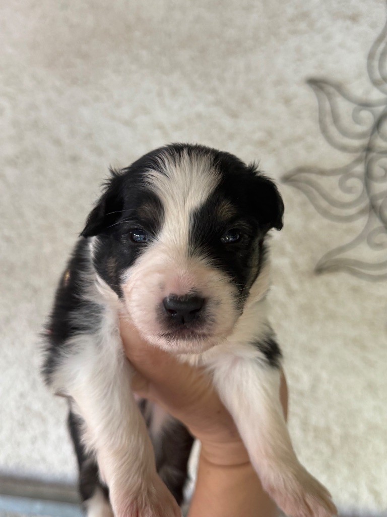 Shine Ever - Chiots disponibles - Berger Australien