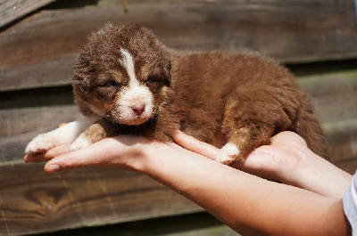 CHIOT 6