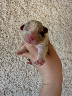 Chiot N°1