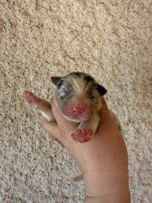 Chiot N°2