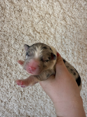 Chiot N°3
