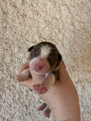 Chiot N°5