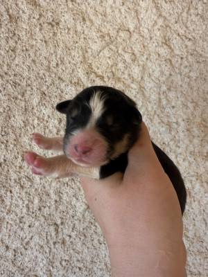 Chiot N°6