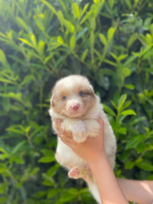 Chiot N°1