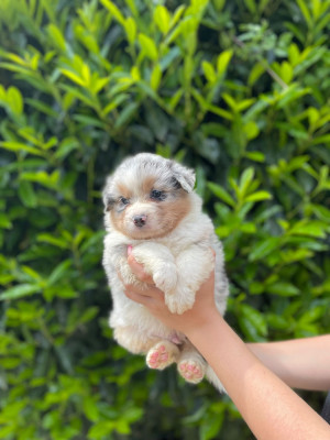 Chiot N°2