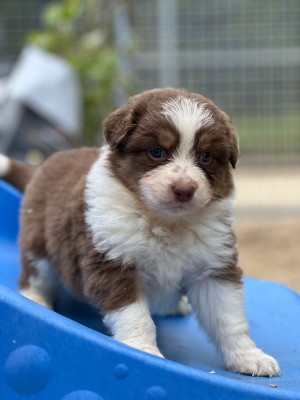 Chiot N°5