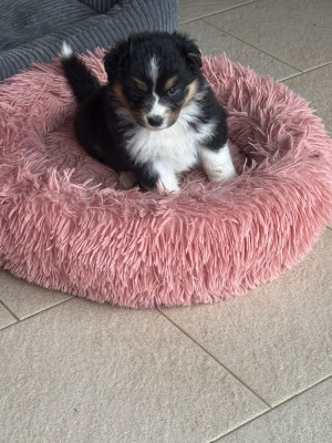 Chiot N°6