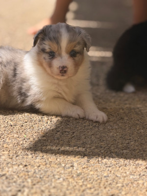 CHIOT 1