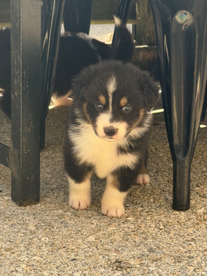 CHIOT 4