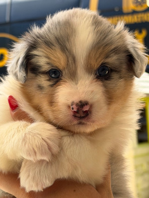 CHIOT 2