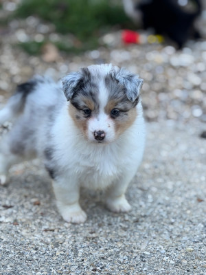 CHIOT 2