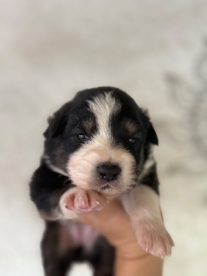 CHIOT 8