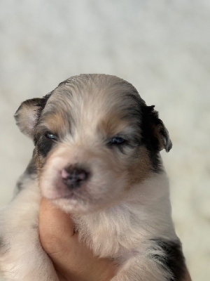 CHIOT 6