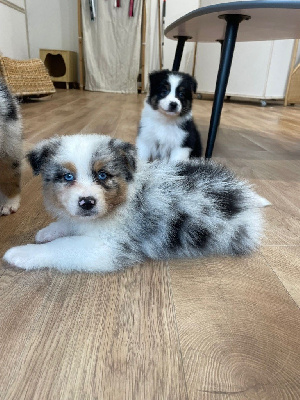 CHIOT 2