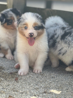 CHIOT 5