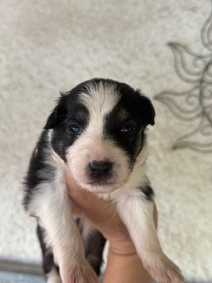 CHIOT 1