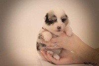 CHIOT